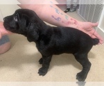 Small Photo #6 Cane Corso Puppy For Sale in BELGRADE, MT, USA