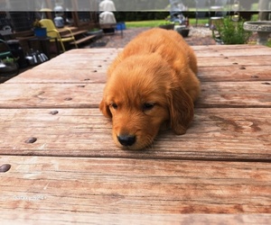 Golden Retriever Puppy for sale in LEON, KS, USA