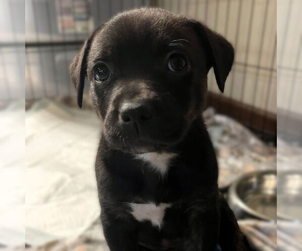 Medium Photo #2 Mutt Puppy For Sale in Fargo, ND, USA