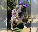 Small #6 American Pit Bull Terrier Mix