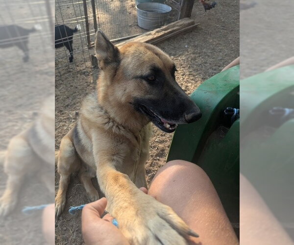 Medium Photo #4 German Shepherd Dog-Unknown Mix Puppy For Sale in Lake Forest, CA, USA