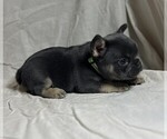 Puppy 3 French Bulldog