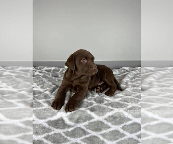 Medium Photo #5 Labrador Retriever Puppy For Sale in FRANKLIN, IN, USA