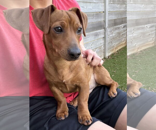 Medium Photo #2 Dachshund Puppy For Sale in Arlington, VA, USA