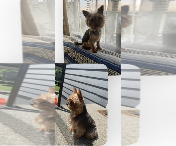 Medium Photo #1 Yorkshire Terrier Puppy For Sale in TACOMA, WA, USA