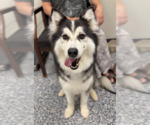 Medium Photo #2 Siberian Husky Puppy For Sale in Bemidji, MN, USA