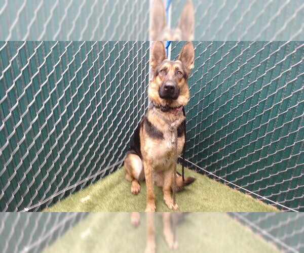 Medium Photo #1 German Shepherd Dog Puppy For Sale in Downey, CA, USA