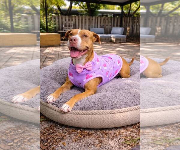 Medium Photo #5 Mutt Puppy For Sale in  Gainesville, FL, USA