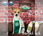 Small #3 Jack Russell Terrier Mix