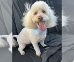 Small #3 Poochon