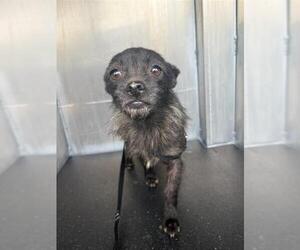 Mutt Dogs for adoption in San Antonio, TX, USA