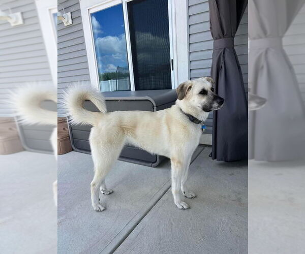 Medium Photo #4 German Shepherd Dog-Great Pyrenees Mix Puppy For Sale in Columbus, IN, USA