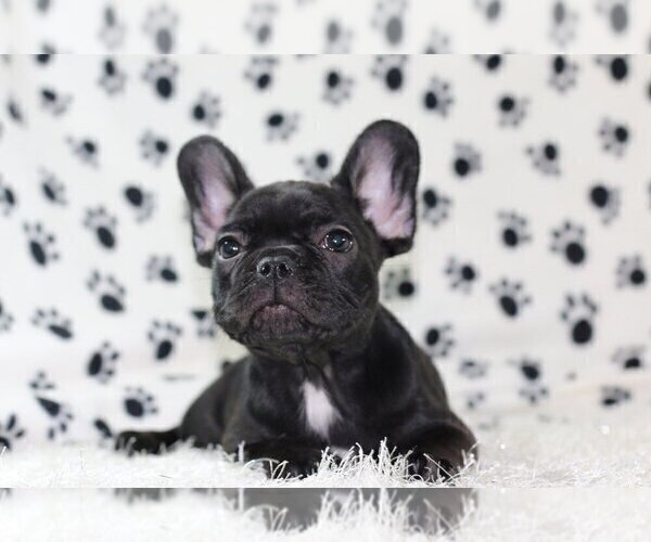 Medium Photo #1 French Bulldog Puppy For Sale in HINSDALE, IL, USA