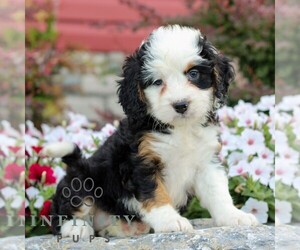 Bernedoodle (Miniature) Puppy for sale in LITITZ, PA, USA