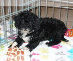Small Poodle (Toy)-Zuchon Mix
