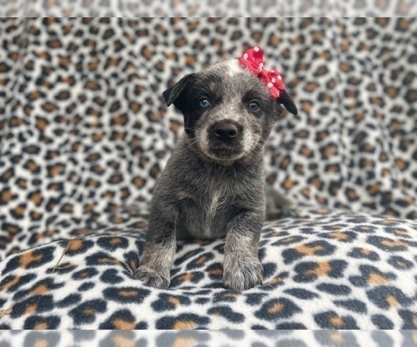 Medium Photo #6 Australian Cattle Dog Puppy For Sale in LAKELAND, FL, USA