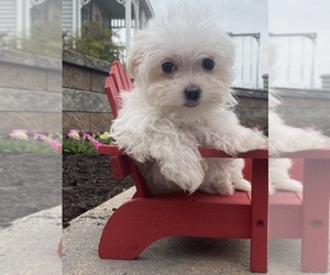 Maltese Puppy for sale in CANOGA, NY, USA