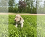 Small Photo #4 Irish Doodle Puppy For Sale in WHITE LAKE, WI, USA