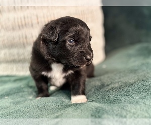 Australian Shepherd Puppy for sale in BOUTON, IA, USA