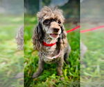 Small #2 Poodle (Toy)