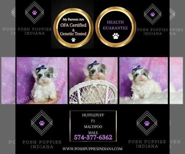 Medium Photo #3 Maltipoo (Miniature) Puppy For Sale in WARSAW, IN, USA