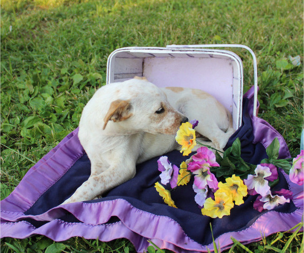 Medium Photo #9 Box heeler Puppy For Sale in RANGER, GA, USA