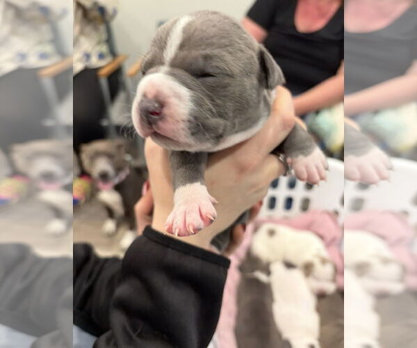 Medium Photo #2 Bullypit Puppy For Sale in Blairsville, GA, USA