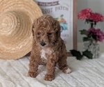 Small #7 Poodle (Miniature)