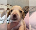 Small #13 Dachshund