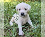 Small #5 Golden Retriever Mix