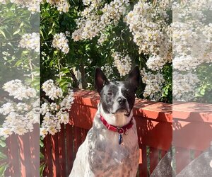 Spotty - Male Mutt Dog for Adoption - Photo #2