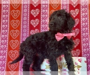 Goldendoodle Puppy for sale in LANCASTER, PA, USA