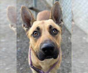 German Shepherd Dog Dogs for adoption in Woodland, CA, USA