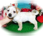Small Photo #3 Australian Cattle Dog-Jack-Rat Terrier Mix Puppy For Sale in HAMMOND, IN, USA