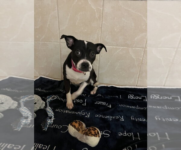 Medium Photo #1 Boston Terrier-Unknown Mix Puppy For Sale in Osgood, IN, USA