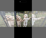 Litter of 8 - Male(s) and Female(s) Poodle (Standard)Litter of Puppies for Sale - Small photo