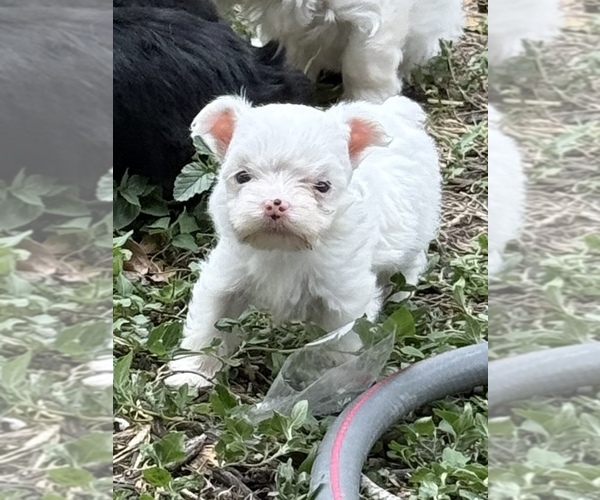 Medium Photo #1 Yorkshire Terrier Puppy For Sale in CONVERSE, TX, USA
