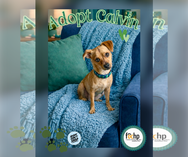 Medium Photo #1 Chihuahua Puppy For Sale in Menifee, CA, USA