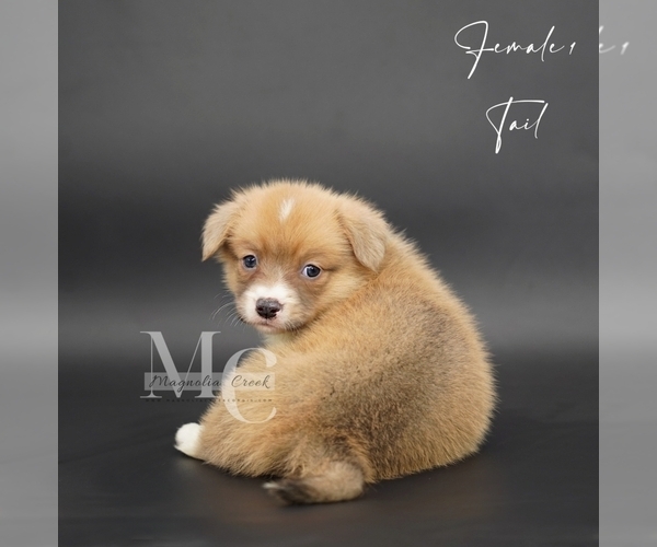 Medium Photo #9 Pembroke Welsh Corgi Puppy For Sale in FLORALA, AL, USA