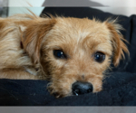 Small #3 Mutt