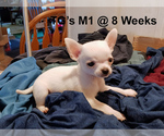 Small Photo #6 Chihuahua Puppy For Sale in BELLE FOURCHE, SD, USA