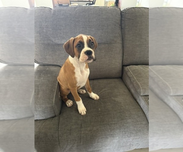 Medium Photo #13 Boxer Puppy For Sale in KISSIMMEE, FL, USA