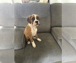 Small Photo #13 Boxer Puppy For Sale in KISSIMMEE, FL, USA