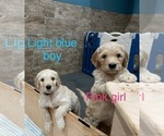 Small Photo #3 Goldendoodle Puppy For Sale in IDABEL, OK, USA