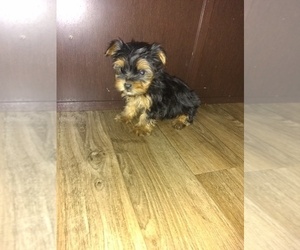 Yorkshire Terrier Puppy for sale in LAPEER, MI, USA