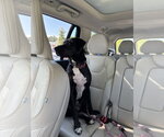 Small Photo #4 Mutt Puppy For Sale in Elmsford, NY, USA