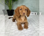 Small #5 Dachshund