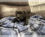 Small Photo #82 American Bully Puppy For Sale in REESEVILLE, WI, USA