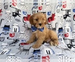 Small #8 Cavapoo (Miniature)
