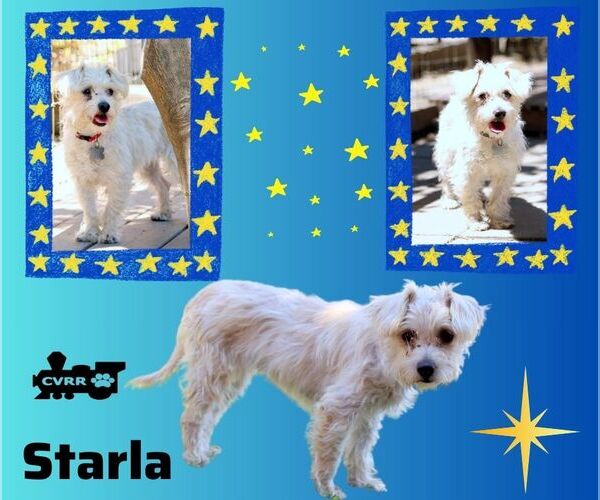 Medium Photo #1 Silky Terrier-Unknown Mix Puppy For Sale in Lindsay, CA, USA